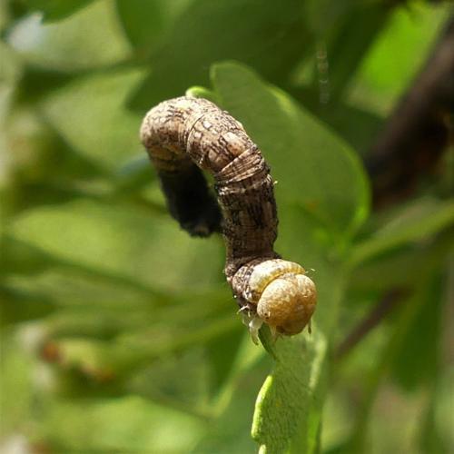 Erannis defoliaria